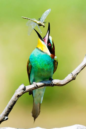 Close-up of bee eater with prey perching on branch