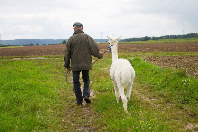 Rear view of man with alpaca on agricultural field