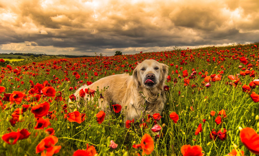Dog on field against dramatic sky