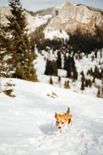 Dog running on snow covered field