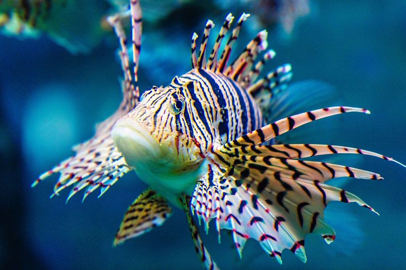 Close-up of fish swimming in the aquarium 