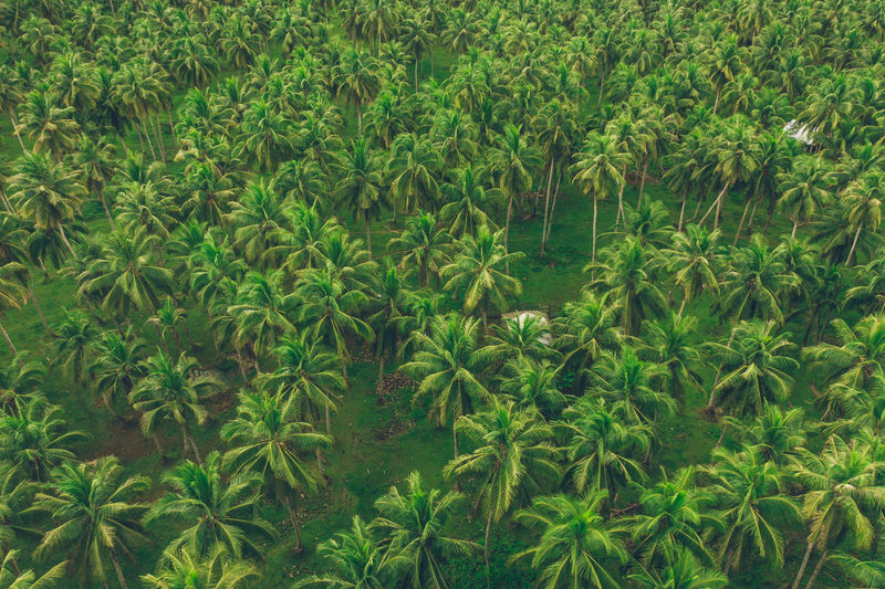 Aerial view of tropical trees on land