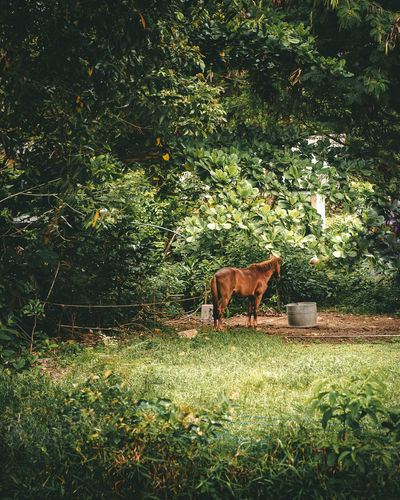 Miniature horse resting in the farm.