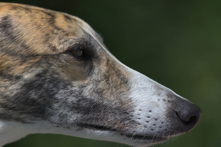 Super close up side profile of the face and head of pet greyhound dog. detail of whiskers, fur