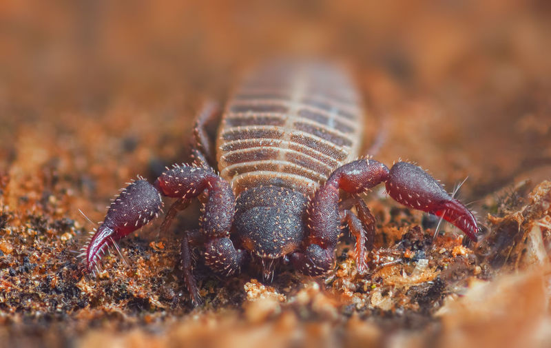 Close-up of insect on land