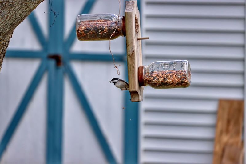 Close-up of rusty metal hanging against wall with bird