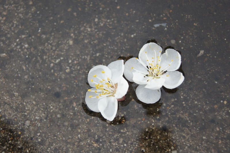 Close-up of white flowers blooming in pond