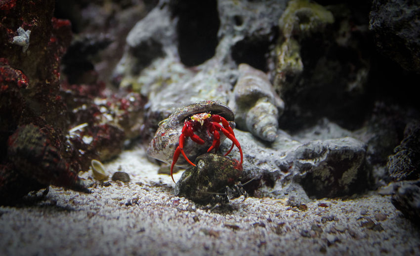 View of crab on rock in sea
