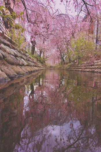 Cherry blossoms in lake