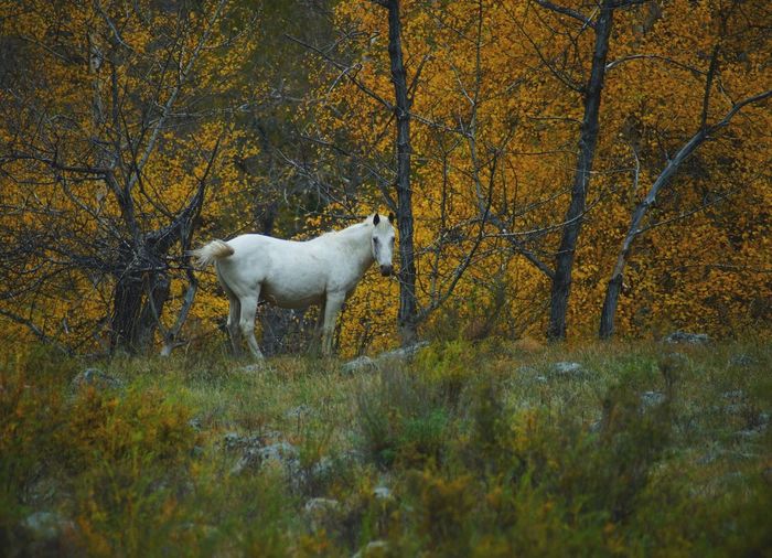 Side view of a horse standing in the forest