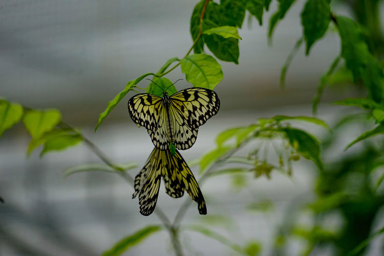 Close-up of butterfly perching on leaf