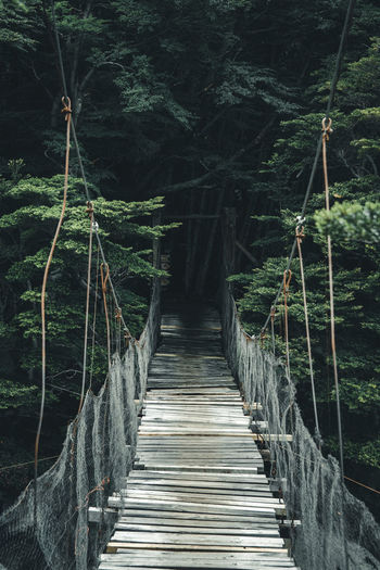 Footbridge amidst trees in forest