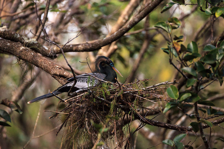 Female anhinga bird called anhinga anhinga and snakebird makes a nest as she prepares to lay eggs 