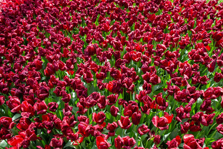 Full frame shot of red tulip flowers