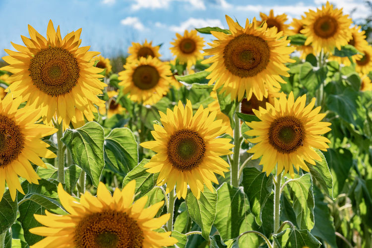 Close-up of yellow sunflowers