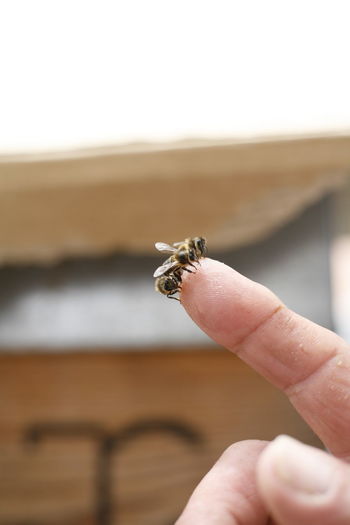 Bee on beekeeper finger