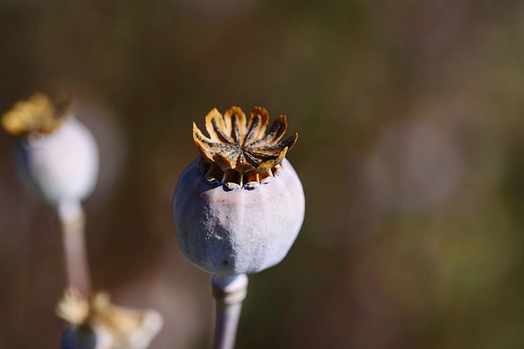 Close-up of poppy on plant