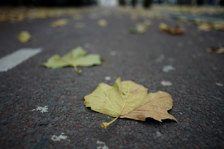 Close-up of maple leaf on street
