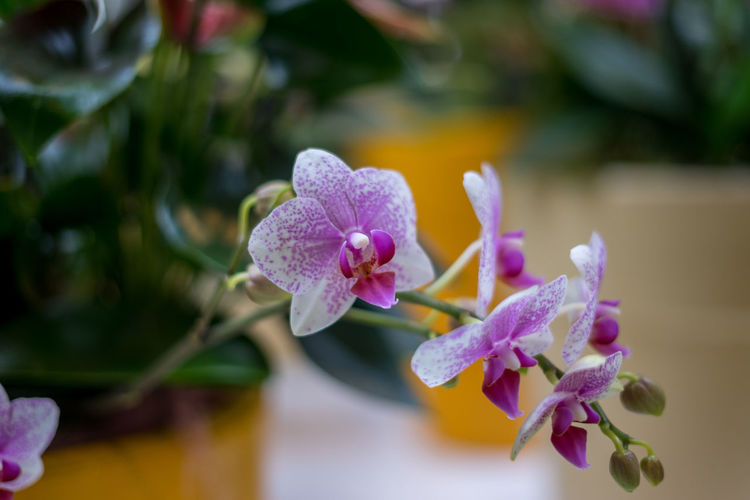 Close-up of pink flowering plant