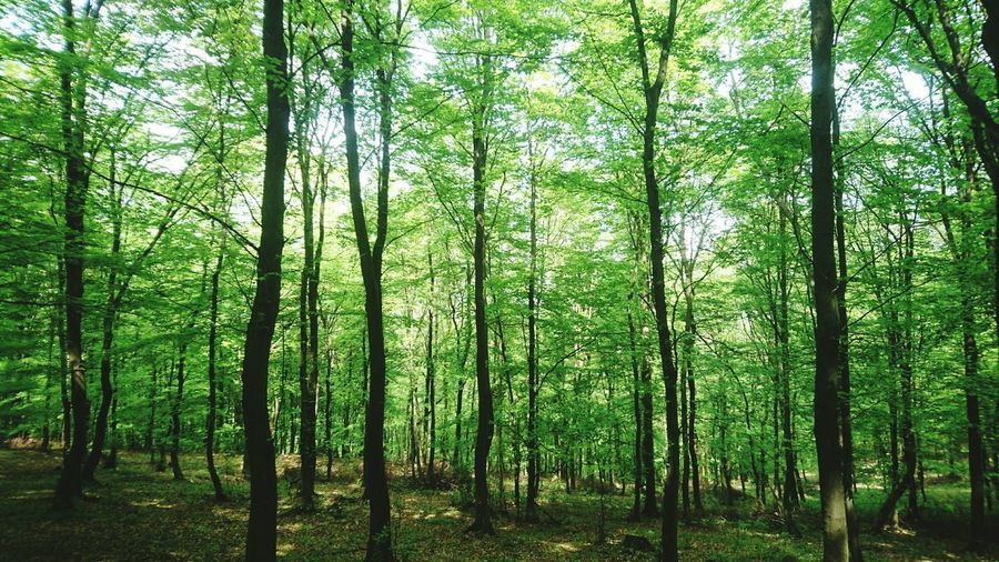 View of bamboo trees in forest