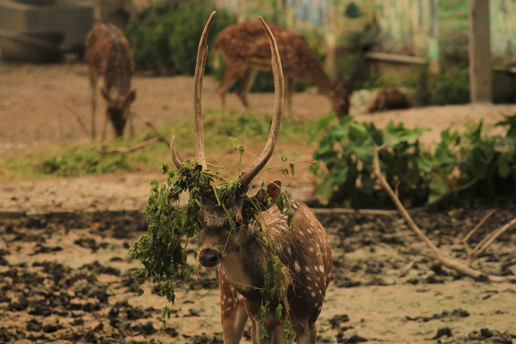 Deer standing on field