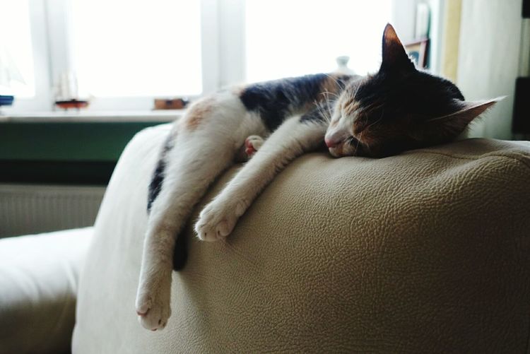 Cat sleeping on leather armchair