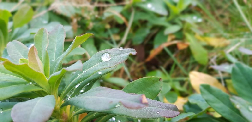Close-up of wet plant on rainy day