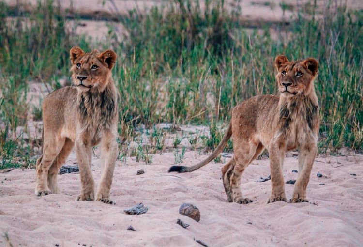 Lion cubs standing on sand