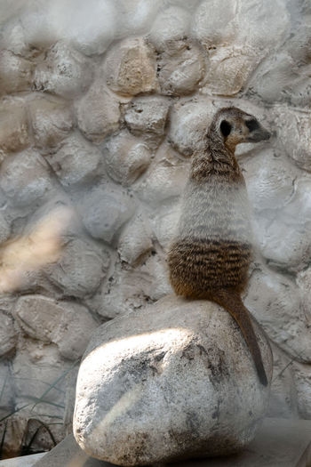 Close-up of meerkat
