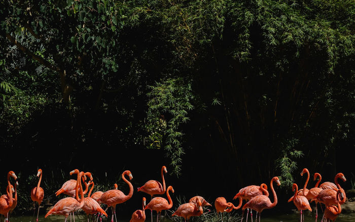 View of flamingos and trees in water