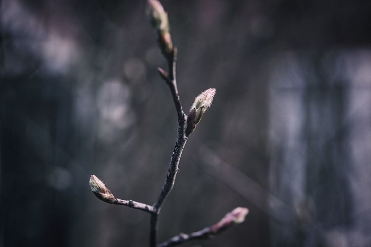 Close-up of flower buds growing outdoors