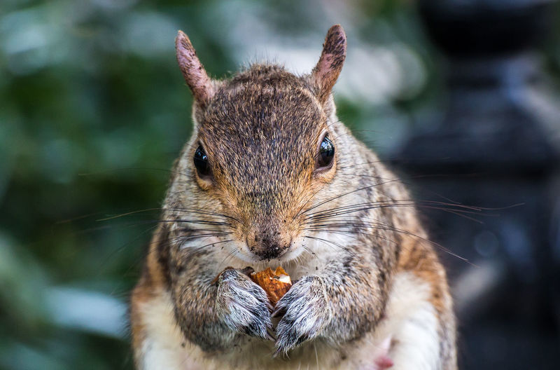 Close-up portrait of a squirrel