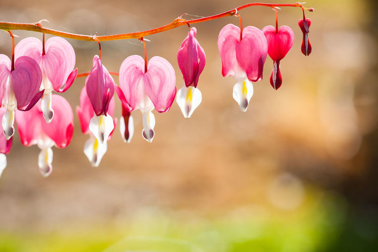 Close-up of pink flowering plants