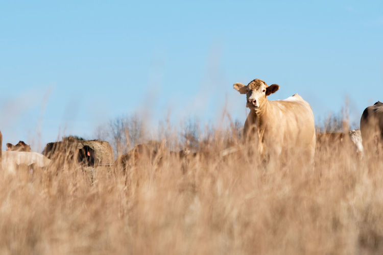 Low angle view of  beef cow in distance as viewed through tall brown dead grass in the foreground.