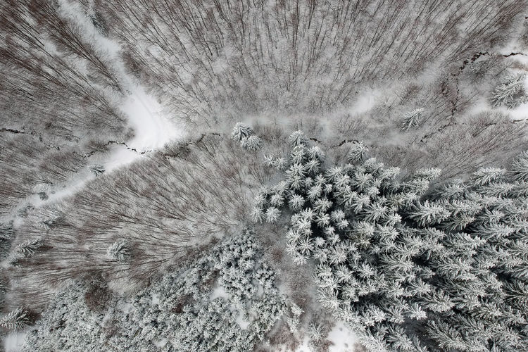 Aerial view of snow covered forest