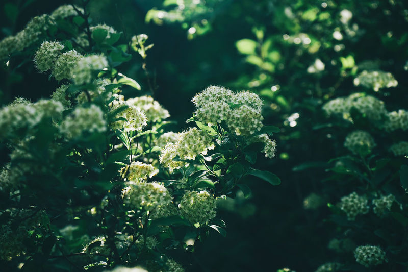 Close-up of flowering plant
