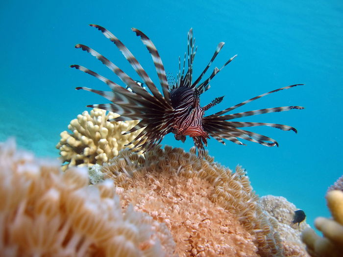 Lion fish in the red sea in clear blue water hunting for food .
