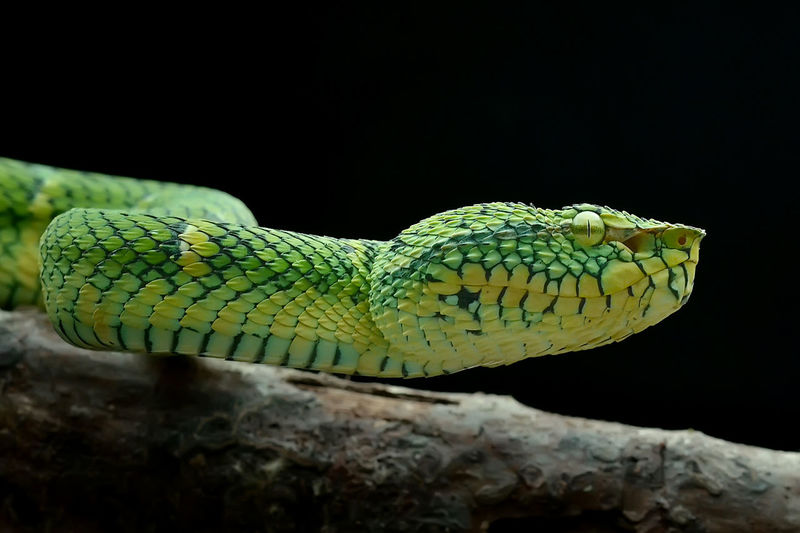 Close-up of snake on tree against black background