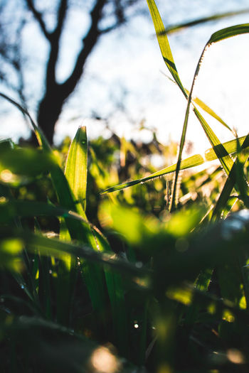 Close-up of grass growing in field