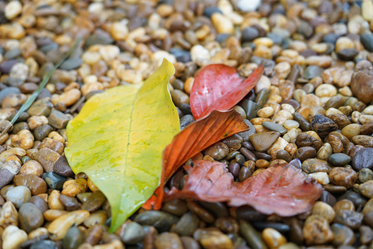 High angle view of leaves on pebbles