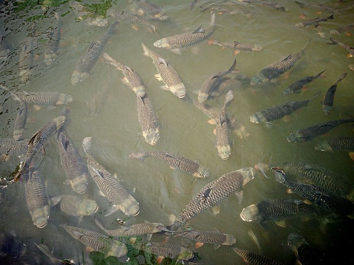 High angle view of fishes in lake 