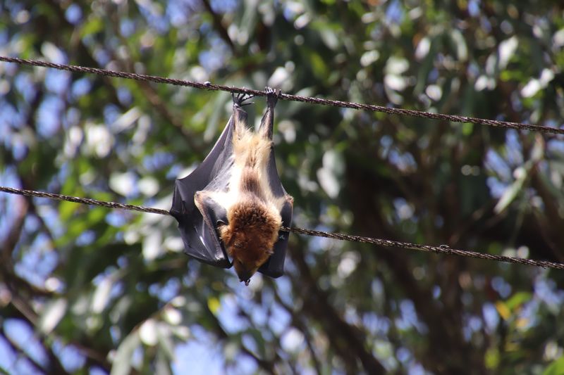 Low angle view of bat hanging on wire 
