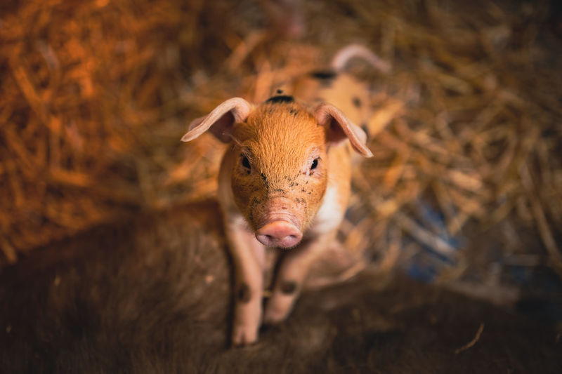 Close-up of piglet in barn