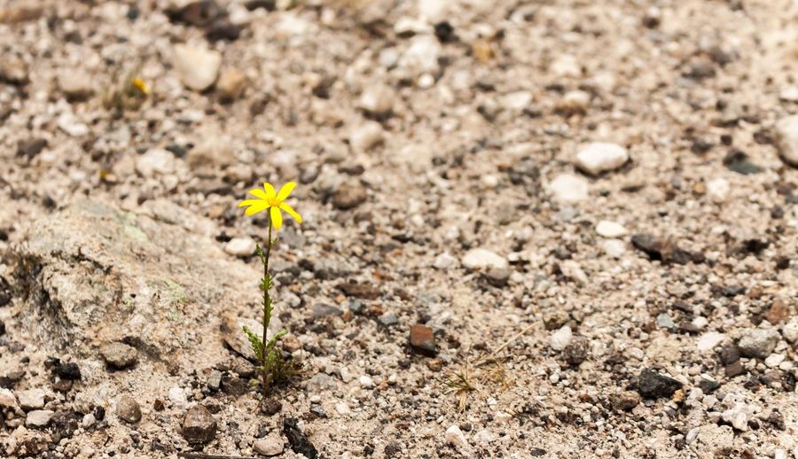 Close-up of yellow flowers growing in field