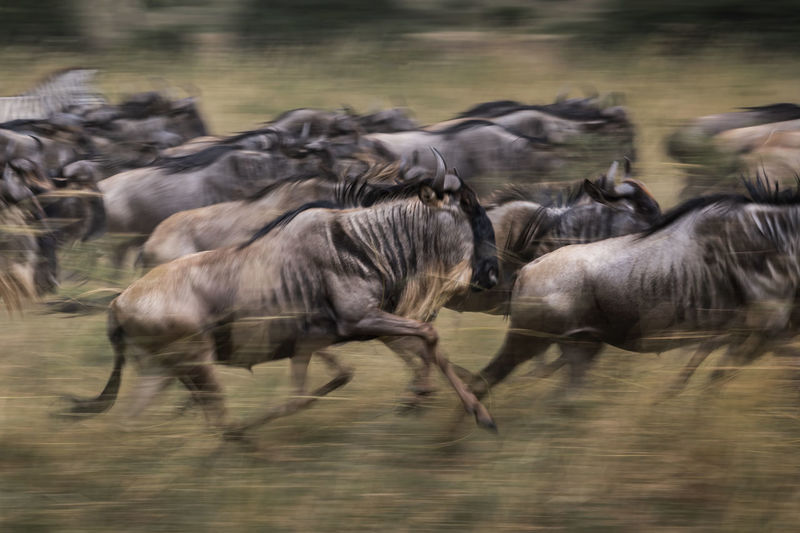 Large group of wildebeest on field
