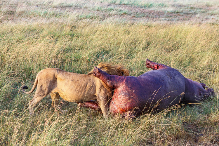 Lion who killed a hippopotamus on the savanna