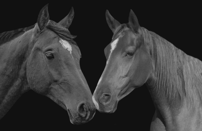 Close-up of horses against black background