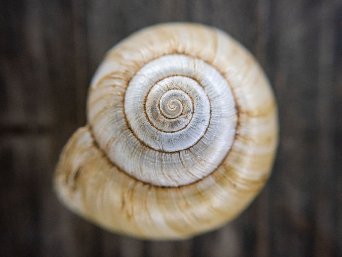 Close up detail of light brown spiral shell resting on wood surface