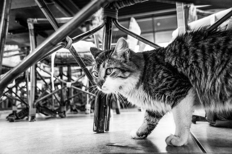 Black and white image of tabby cat under dinner tables