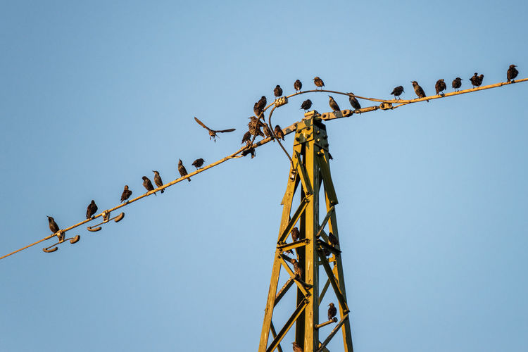 Low angle view of birds perching on cable against clear blue sky